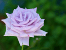 紫色バラ１