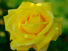 黄色バラ２