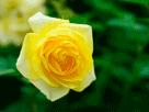 黄色バラ１