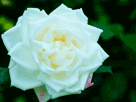 白色バラ２